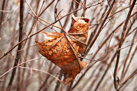 Leaf